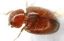 Little Brown Mealybug Destroyer - photo 4