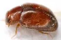 Little Brown Mealybug Destroyer - photo 5
