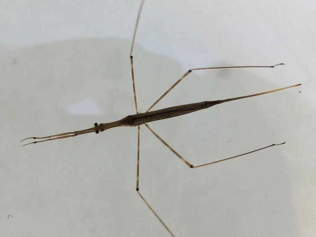 Waterscorpions - Nepidae