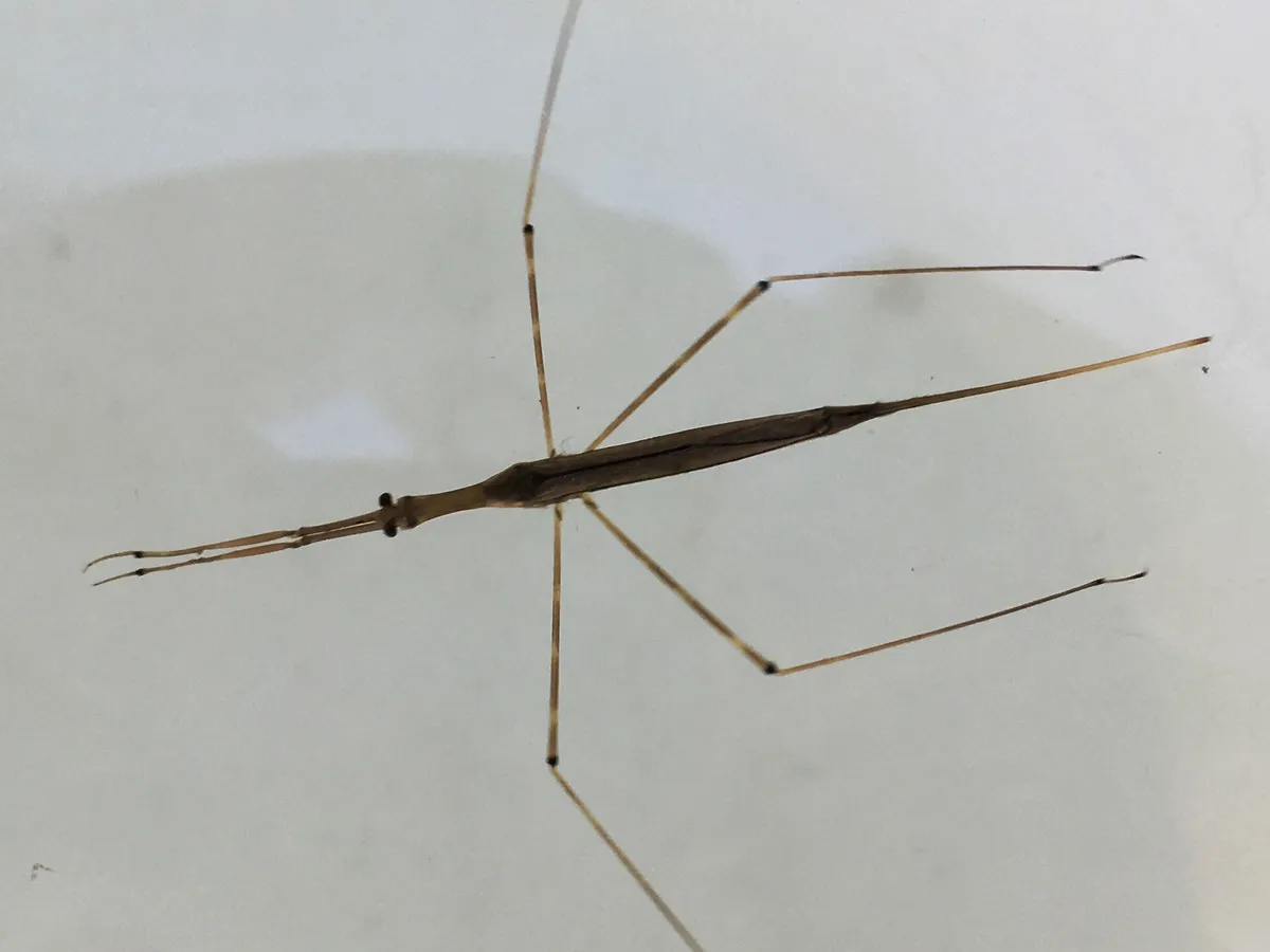 Waterscorpions - photo 3