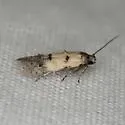 Nepotula n-sp-one - Hodges#1621.1 - Nepotula n-sp-one