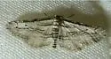 Nepterotaea diagonalis - Hodges#6522