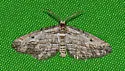Nepterotaea diagonalis - Hodges#6522 - photo 2
