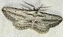 Nepterotaea diagonalis - Hodges#6522 - photo 3