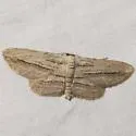 Nepterotaea diagonalis - Hodges#6522 - photo 4