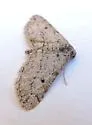 Nepterotaea dorotheata - Hodges#6525