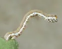 Nepterotaea dorotheata - Hodges#6525 - photo 2