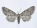 Nepterotaea dorotheata - Hodges#6525 - photo 4