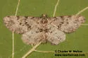 Nepterotaea memoriata - Hodges#6527