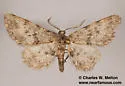 Nepterotaea memoriata - Hodges#6527 - photo 2