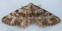 Nepterotaea memoriata - Hodges#6527 - photo 3