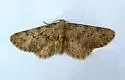 Nepterotaea memoriata - Hodges#6527 - photo 4