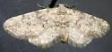Nepterotaea memoriata - Hodges#6527 - photo 5