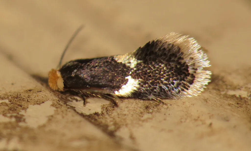 Pygmy Eye-capped Moths - photo 2