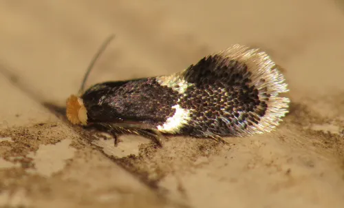 Pygmy Eye-capped Moths - photo 3