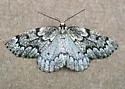 False Hemlock Looper - Hodges#6906