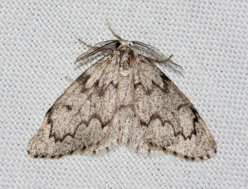 Western False Hemlock Looper - Hodges#6910