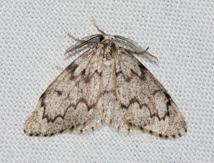 Western False Hemlock Looper - Hodges#6910 - photo 2