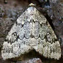 Nepytia janetae - Hodges#6902