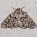 Nepytia lagunata - Hodges#6904