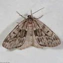 Nepytia lagunata - Hodges#6904 - photo 2