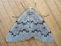 Boreal Pine Looper - Hodges#6909