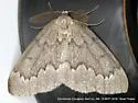 Boreal Pine Looper - Hodges#6909 - photo 3