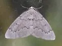Boreal Pine Looper - Hodges#6909 - photo 4