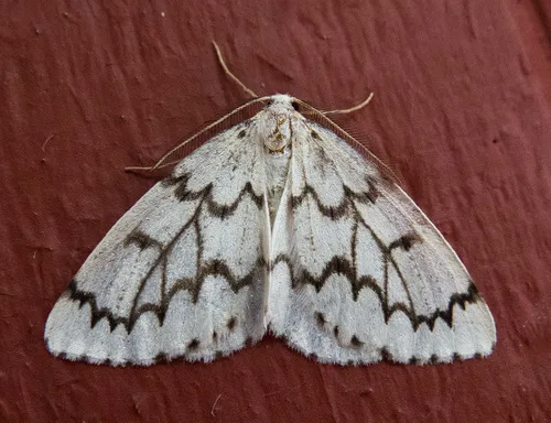 Phantom Hemlock Looper - Hodges#6907