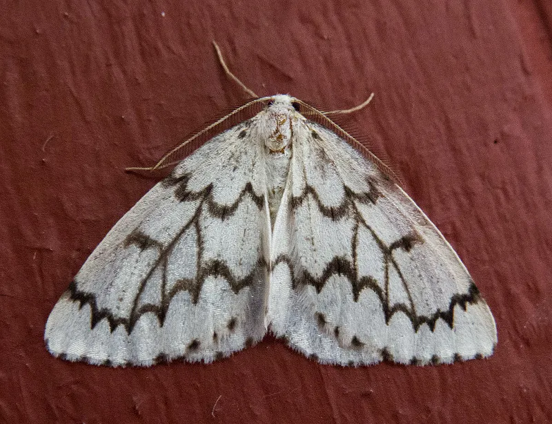 Phantom Hemlock Looper - Hodges#6907 - photo 2