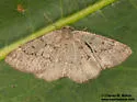 Nepytia regulata - Hodges#6900 - photo 4