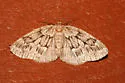 Nepytia umbrosaria - Hodges#6899 - photo 2