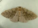 Nepytia umbrosaria - Hodges#6899 - photo 3