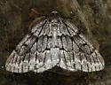 Nepytia umbrosaria - Hodges#6899 - photo 4