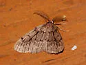 Nepytia umbrosaria - Hodges#6899 - photo 5