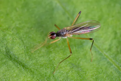 Neria commutata