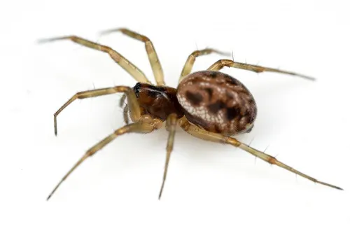 Neriene clathrata