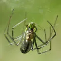 Sierra Dome Spider
