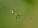 Sierra Dome Spider - photo 3