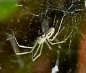 Sierra Dome Spider - photo 4