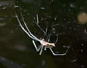 Sierra Dome Spider - photo 5