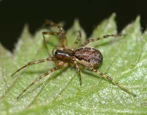 Neriene montana