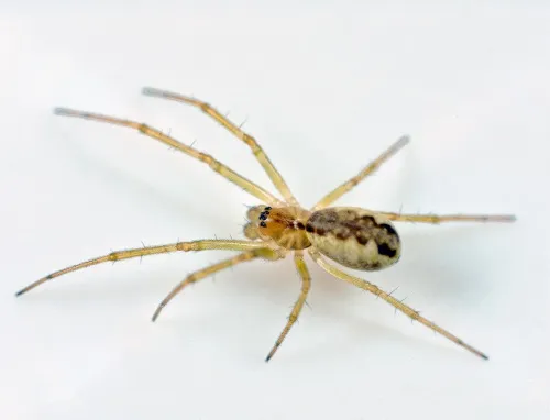 Neriene peltata