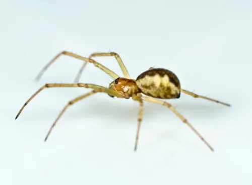 Neriene peltata - photo 3