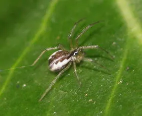 Neriene peltata - photo 5