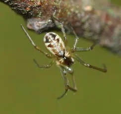 Neriene peltata - photo 6