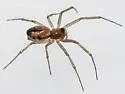 Neriene variabilis - photo 2