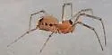 Neriene variabilis - photo 3