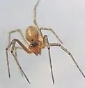 Neriene variabilis - photo 4