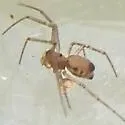 Neriene variabilis - photo 5